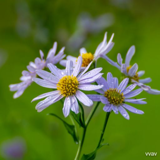 Cosmos