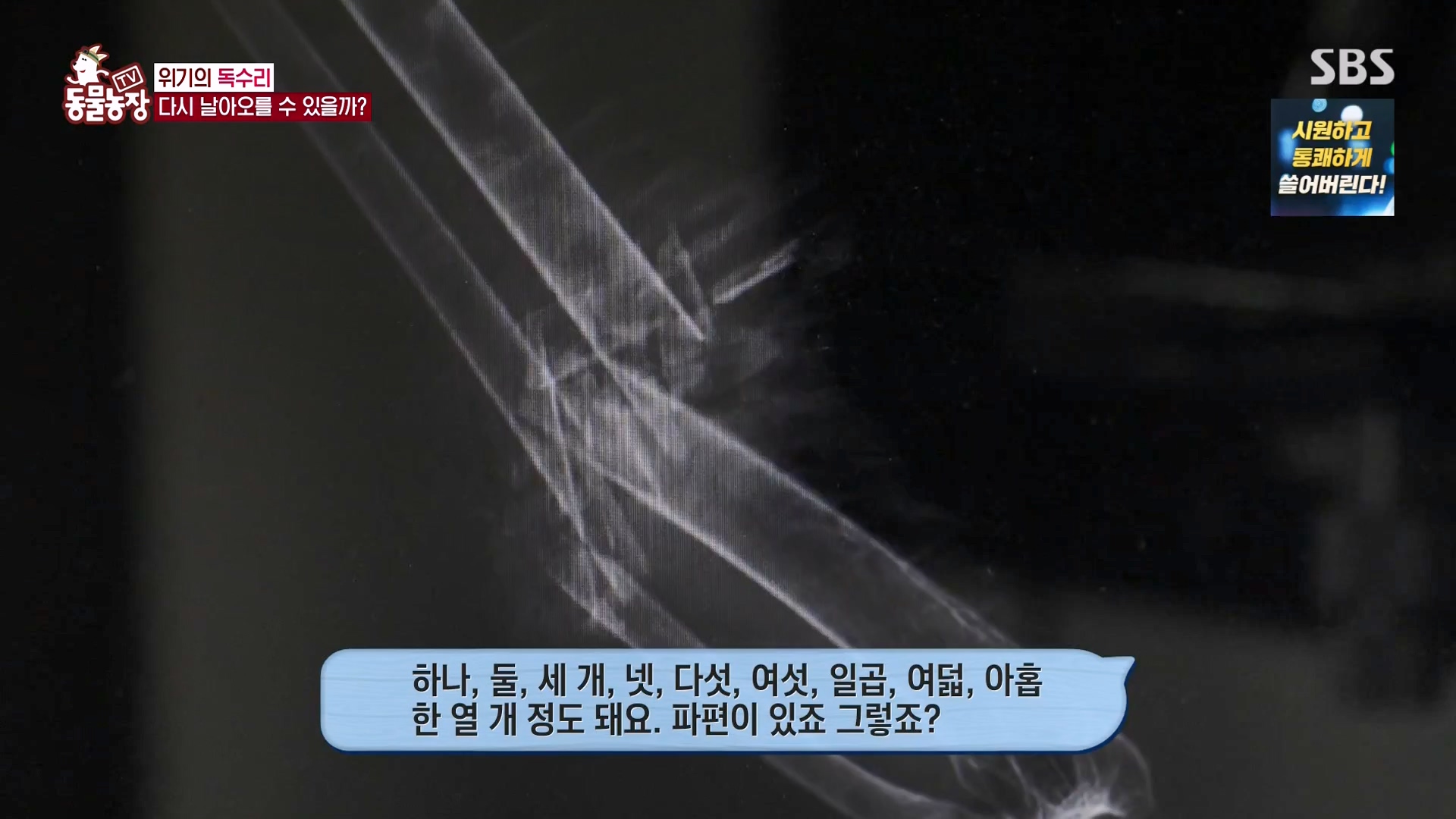 TV 동물농장.E1157.240204p-NEXT.mp4_20240204_172401.234.jpg