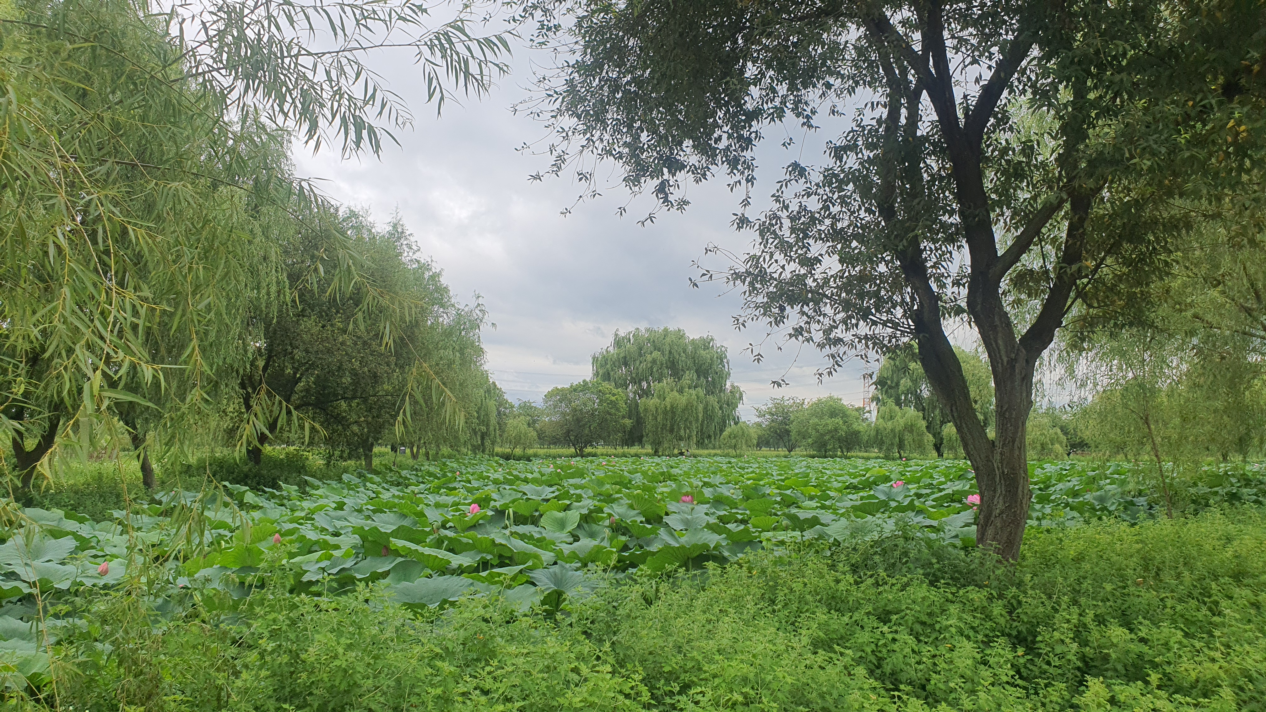 당진 합덕제 연꽃 축제 연호문화축제
