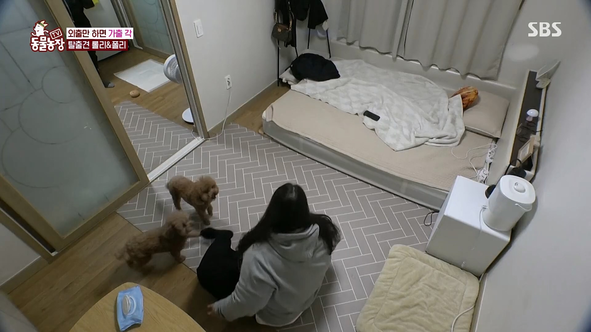 TV 동물농장.E1109.230226p.H264-F1RST.mp4_20230226_161911.650.jpg