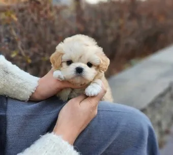 말티푸 단점 장점 성견 크기 분양가격_20