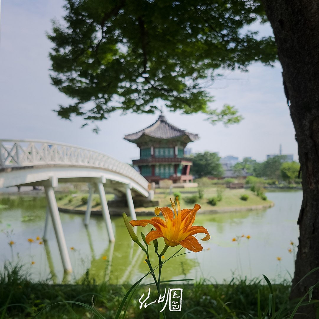  궁궐에서 사진을 담다 / 경복궁 / 궁궐에미치다 1293-1