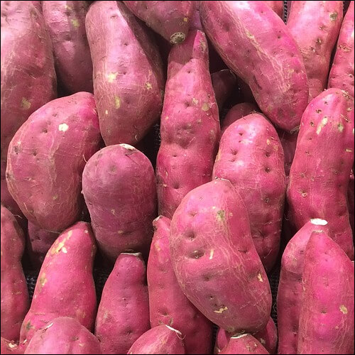 고구마 효능, 부작용 알아보기 - 앰버 D 팩토리 고구마 효능, 부작용 알아보기 - 앰버 D 팩토리