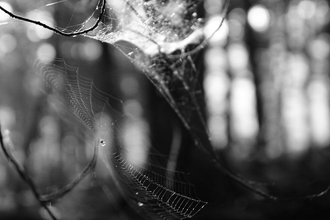 Spider