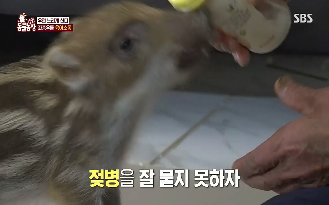 TV 동물농장.E1076.220704p.H264-F1RST.mp4_20220703_175555.606.jpg