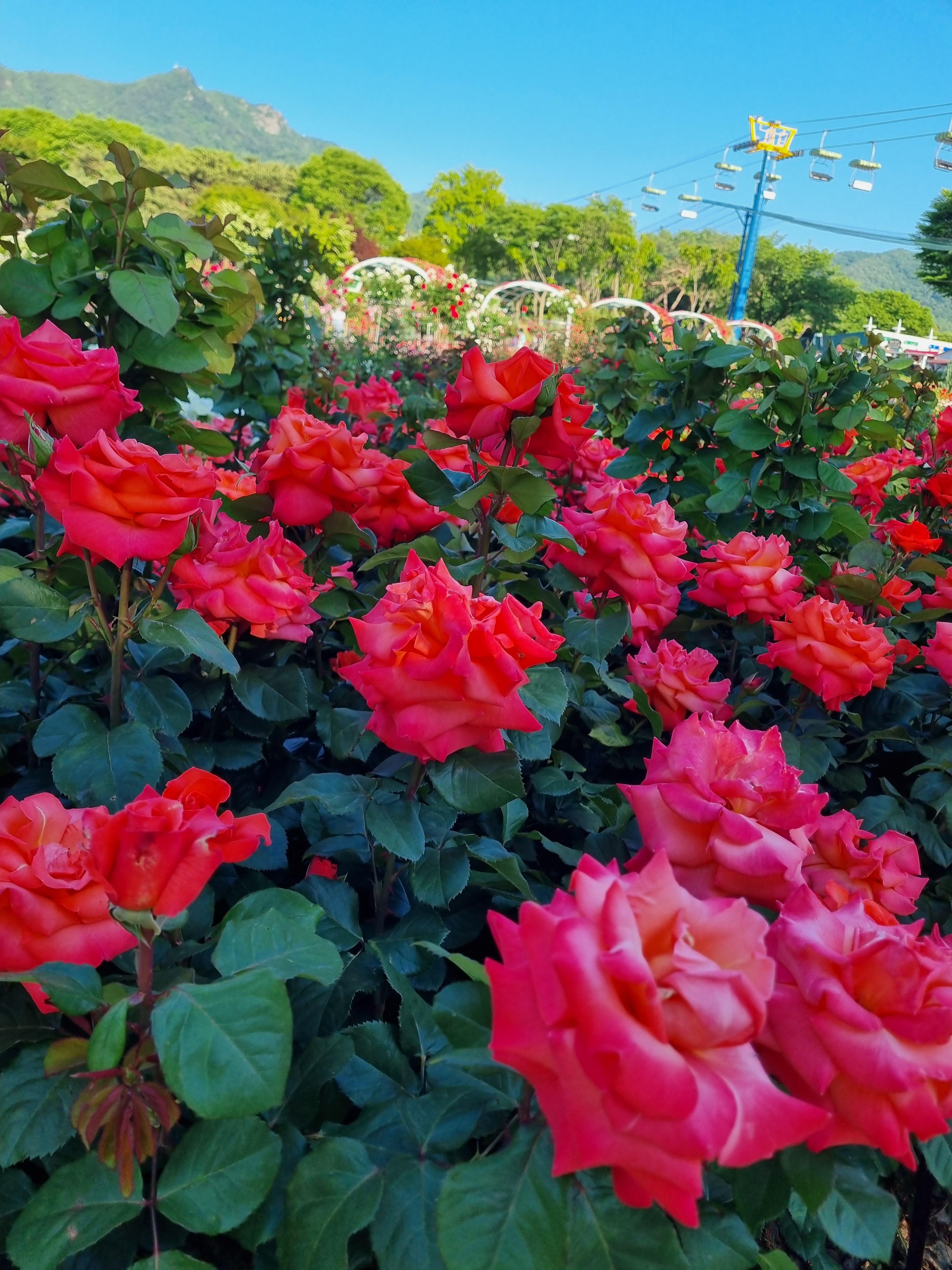 서울대공원 장미원