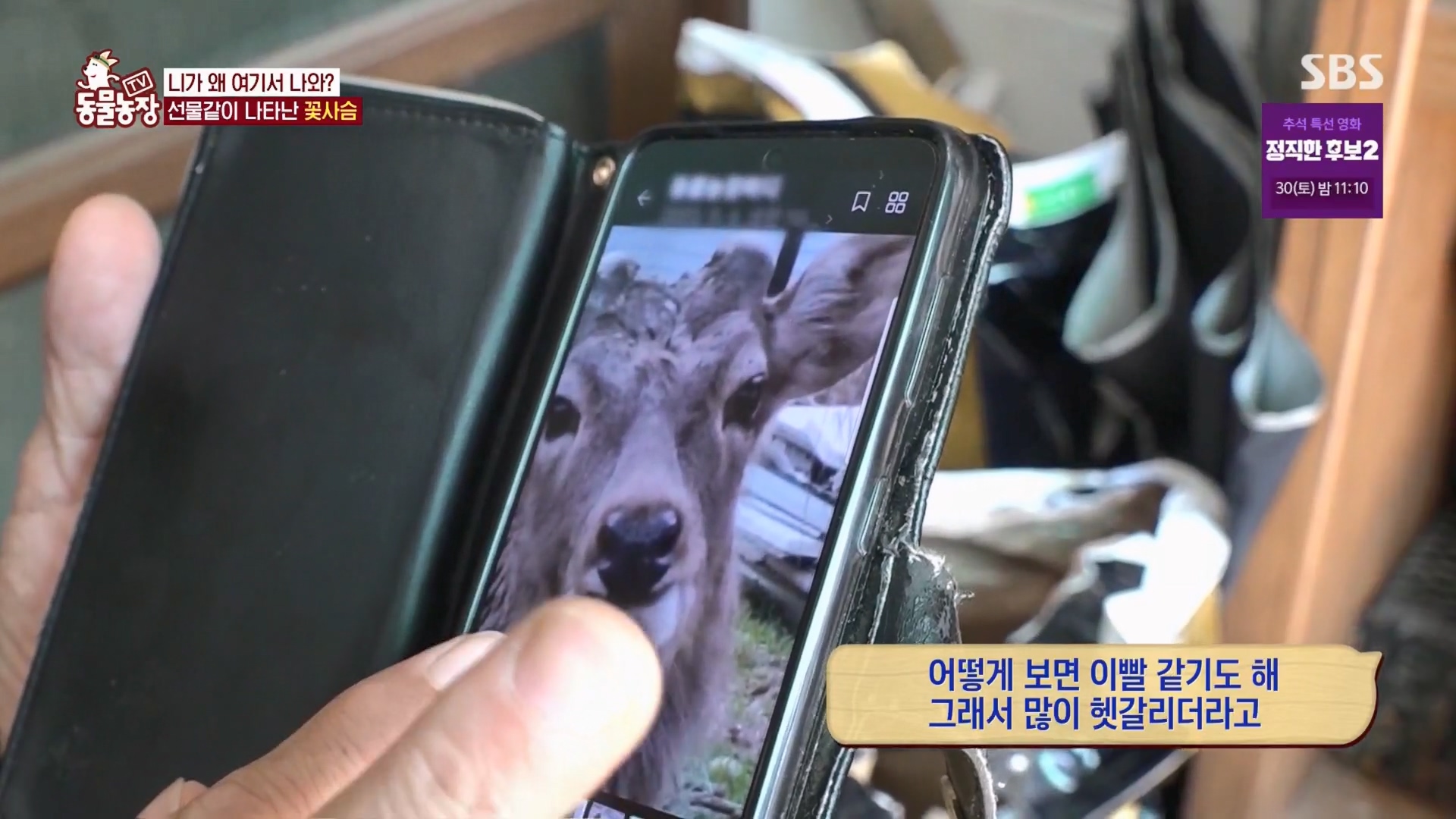 TV 동물농장.E1139.230924p.H264-F1RST.mp4_20230924_171640.343.jpg