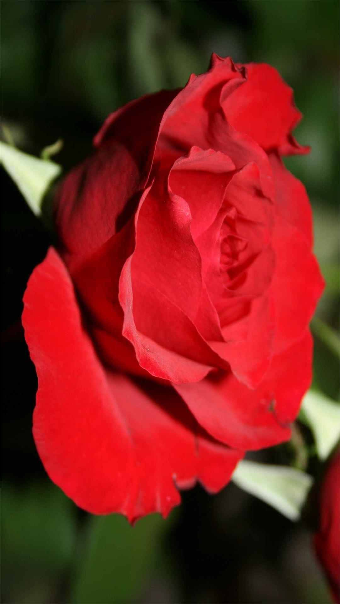 Rose Flower iPhone Wallpaper