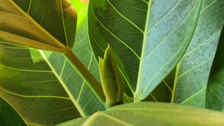 식물 인테리어로 뱅갈고무 나무 키우기 집에서 키우는 거실 반려 7