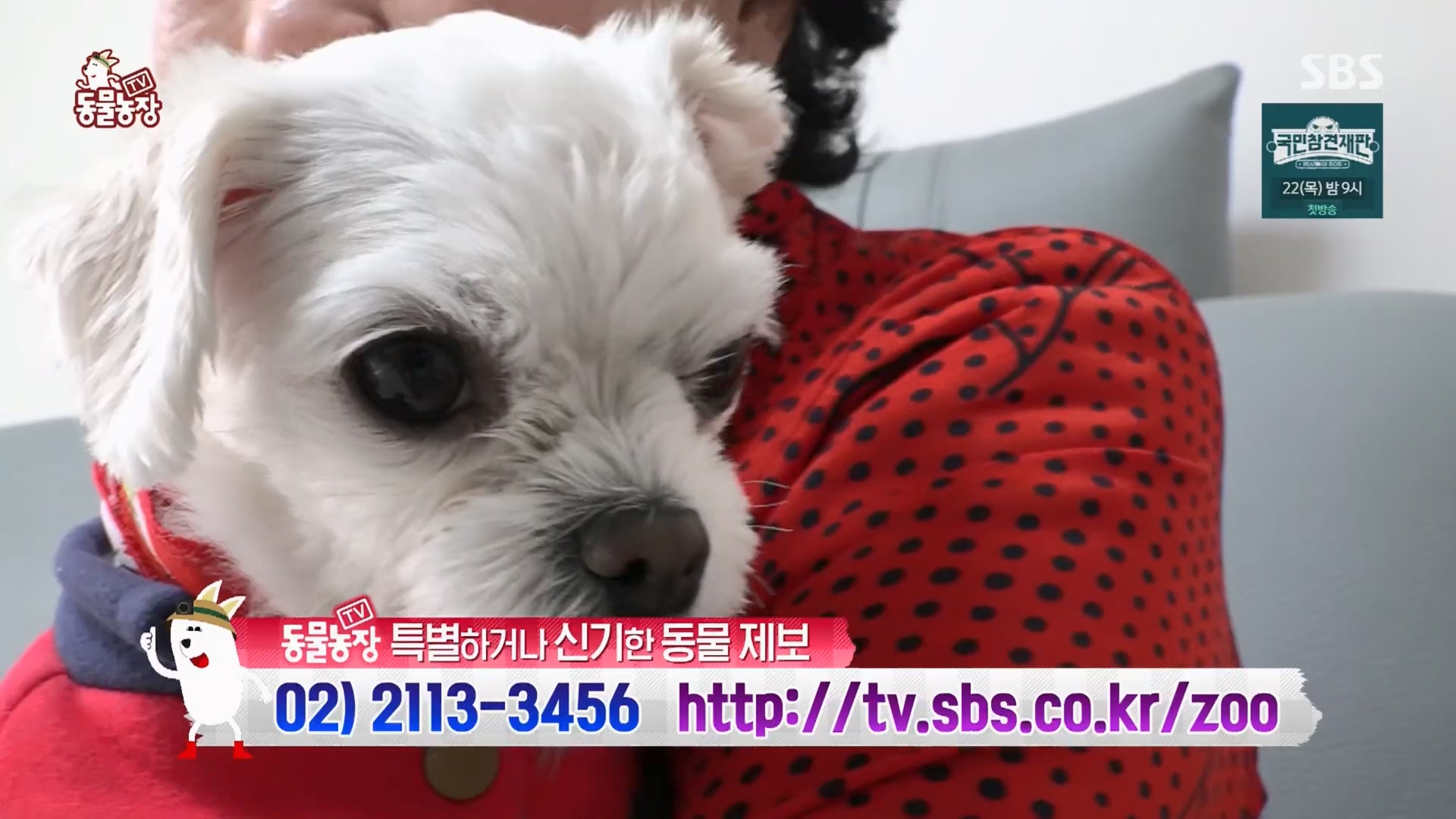 TV 동물농장.E1159.240218p.H264-F1RST.mp4_20240218_170004.071.jpg