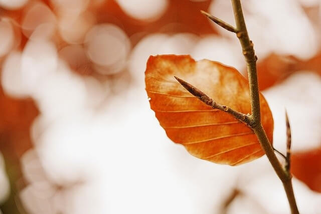 겨울나무와 얼어붙은 나뭇잎