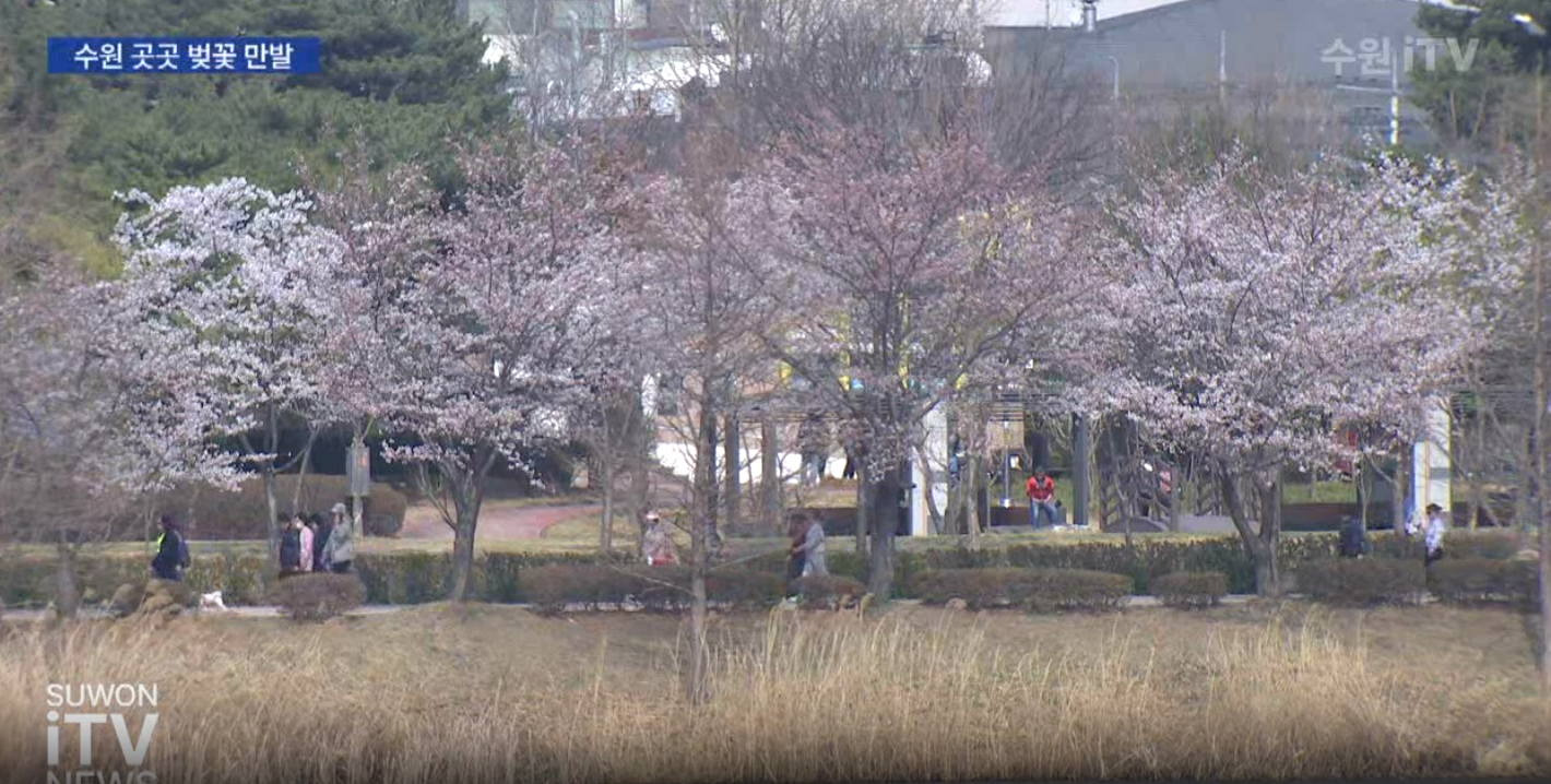 만석공원-벚꽃-축제