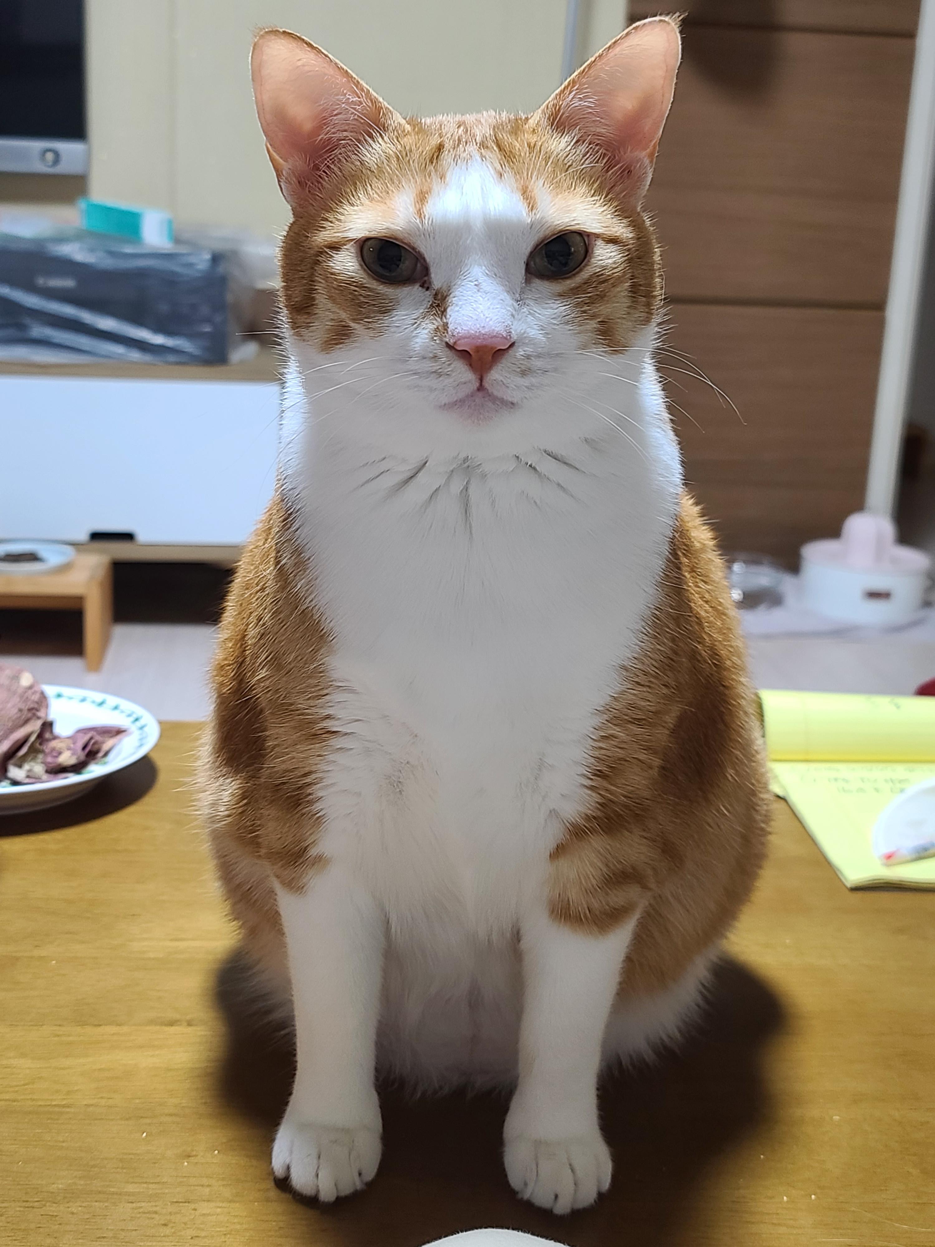 테이블_위에서_정면_보고_앉아_있는_치즈냥이_호야