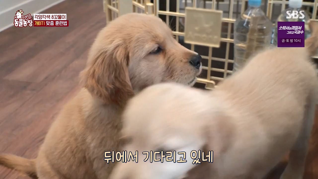 TV 동물농장.E1132.230807p-NEXT.mp4_20230806_164223.820.jpg