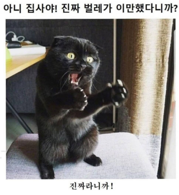  집사야!!!
