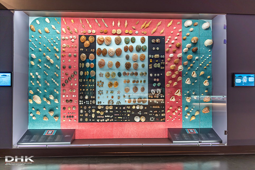 국내 1박2일 여름 여행 추천1박2일 서해 섬여행 신안 가볼만한곳 자은도 1004뮤지엄파크 세계조개박물관, 해바라기 29