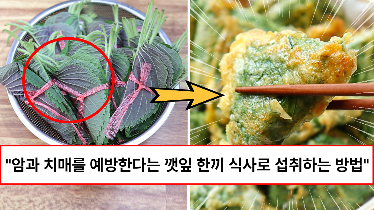 “깻잎 하나로 암과 치매를 동시에 예방합니다” 치매에 좋다고 알려진 깻잎 50배 효능 끌어 올려서 먹는 유일한 방법