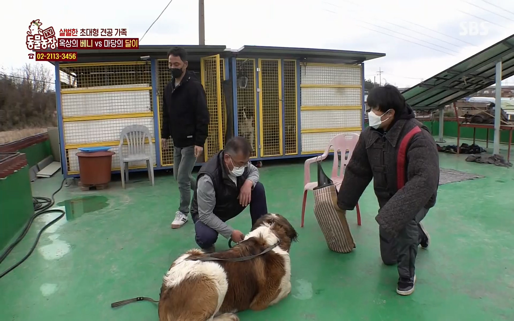 TV 동물농장.E1064.220410p.H264-F1RST.mp4_20220410_184940.838.jpg