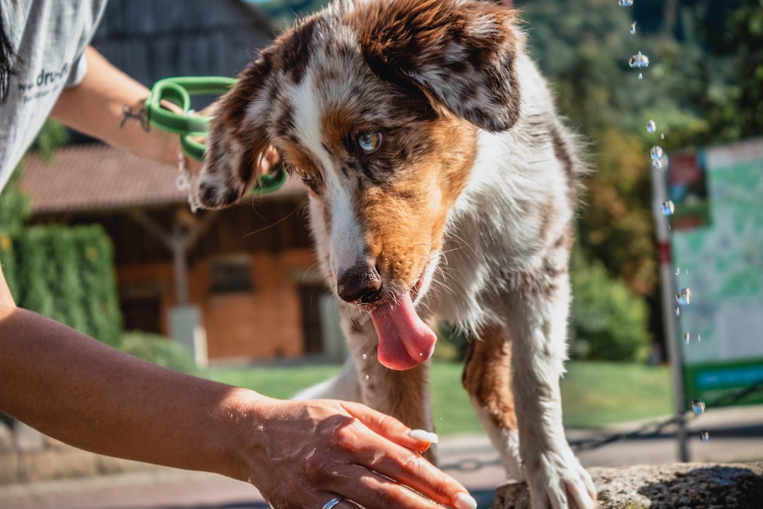 Dog shampoo.