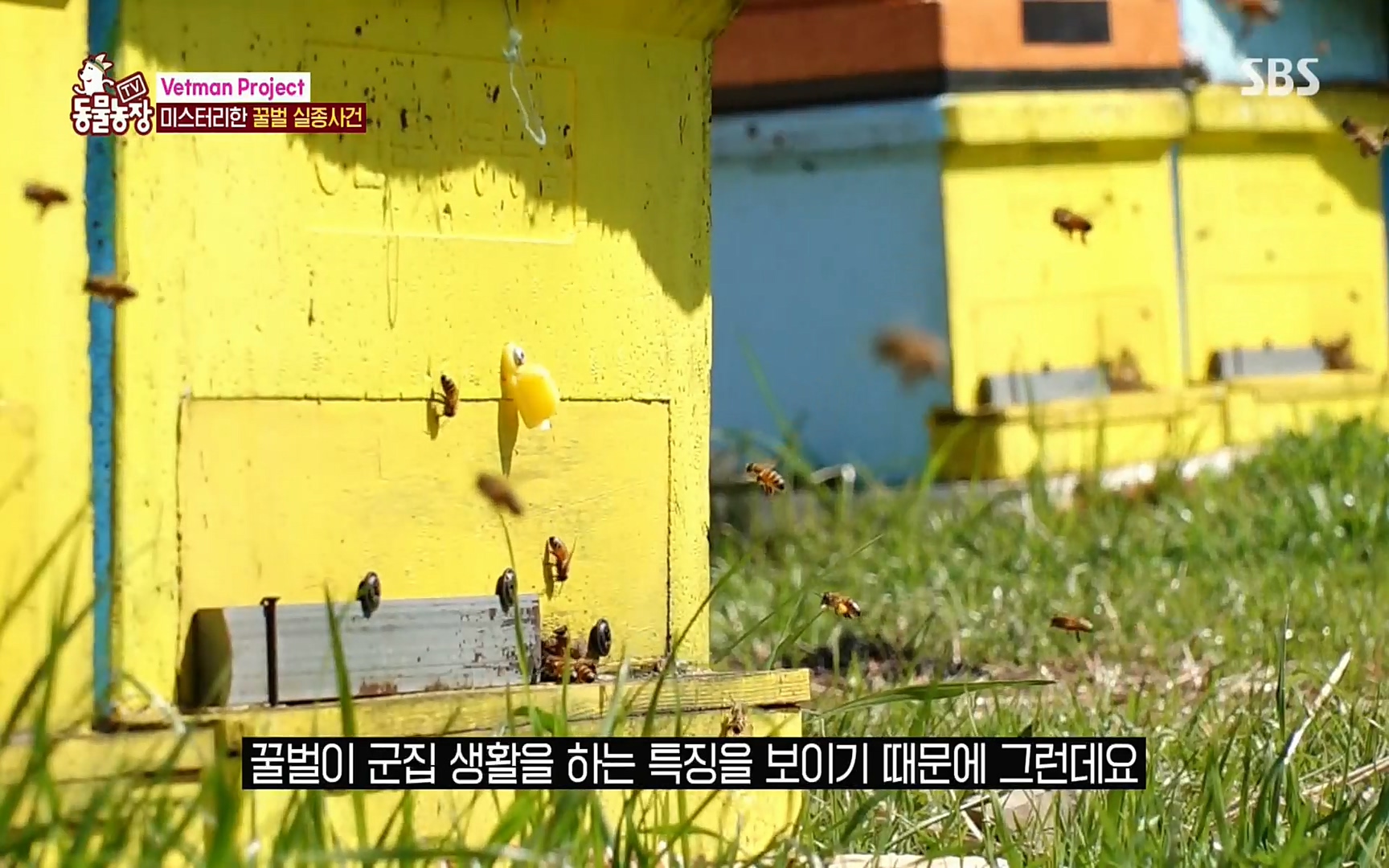 TV 동물농장.E1072.220605p.H264-F1RST.mp4_20220605_180633.722.jpg
