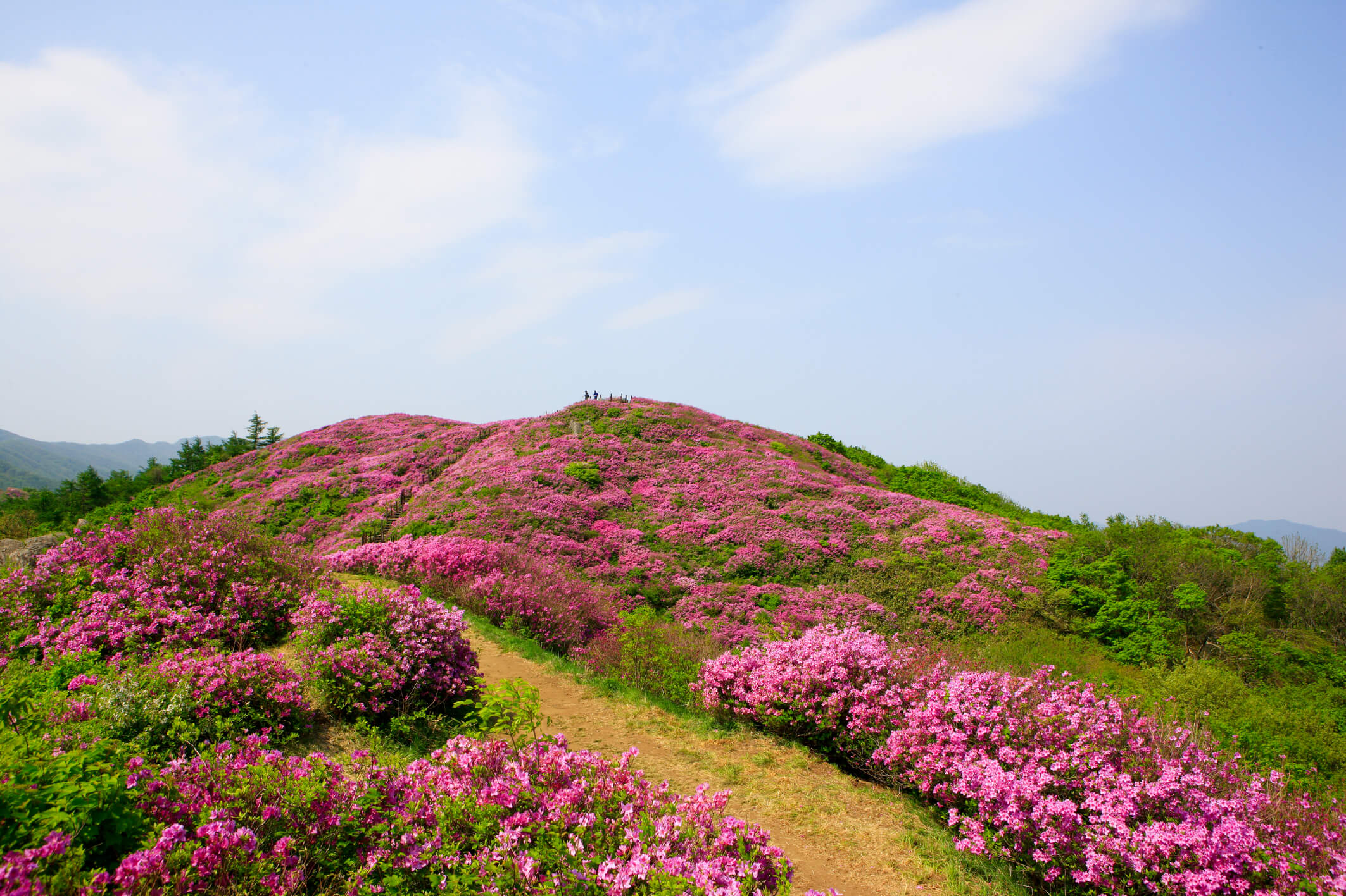 바래봉철쭉군락