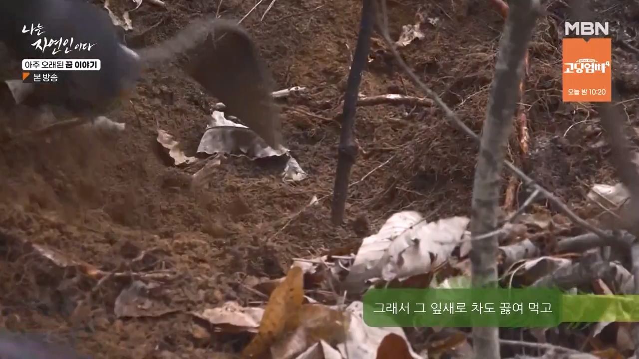 나는 자연인이다.E594.240222p-NEXT.mp4_20240222_195334.763.jpg