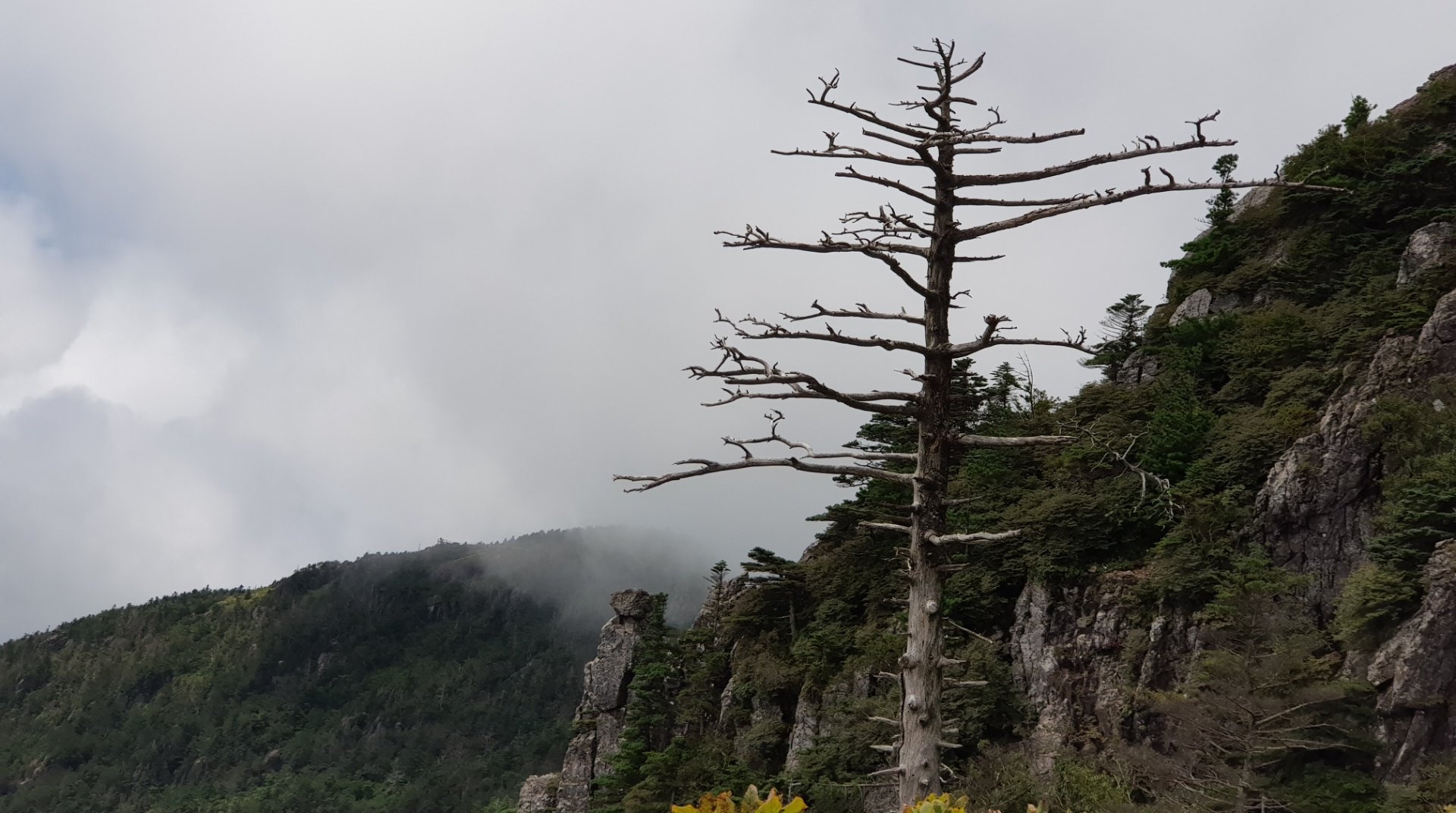 지리산 구상나무