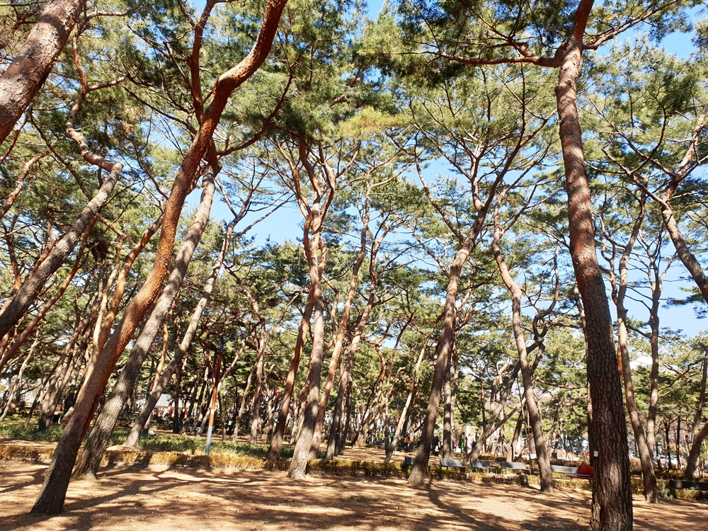 솔밭근린공원의-노송숲