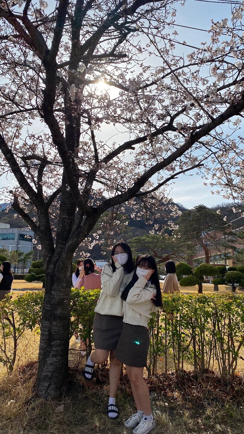  경북 외국어 고등학교에 벚꽃이 피었네요~ 아들,딸 외고 생활