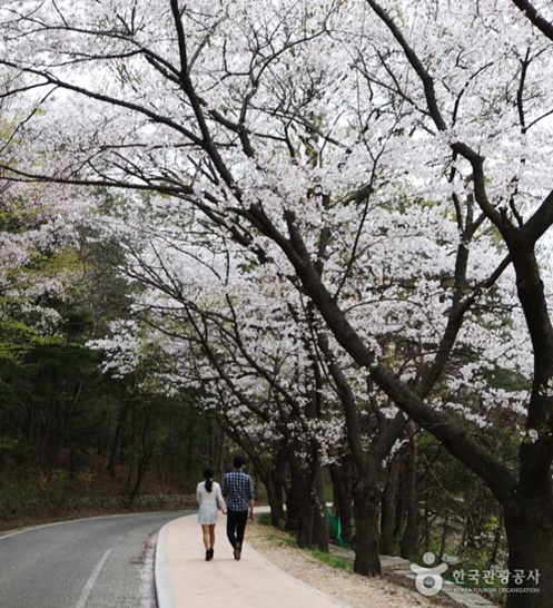 김유신장군묘-가는길-피어난-벚꽃-출처-한국관광공사