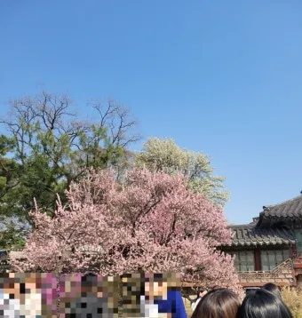 5월 창덕궁 응봉산 수도권 꽃구경 10선_18