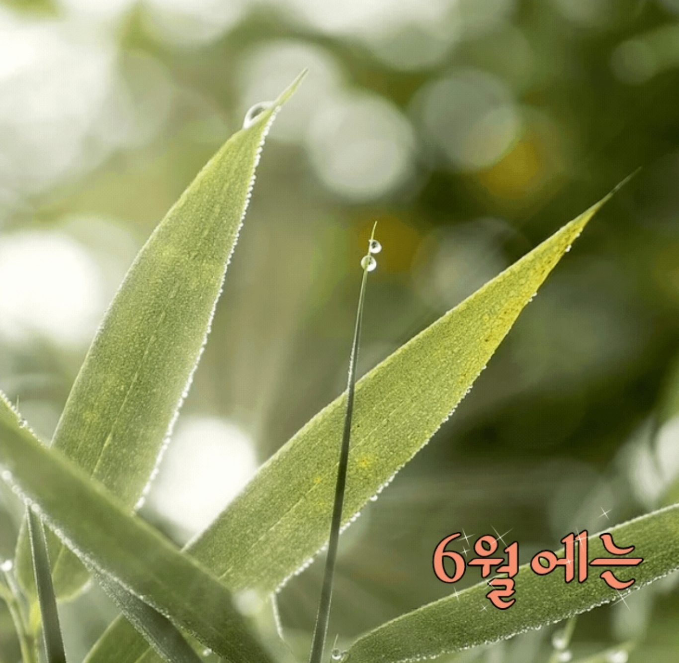  행복한 6월을 선물합니다