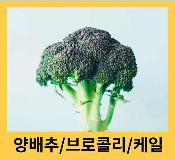 양배추&#44; 브로콜리 효능&#44; 케일 효능