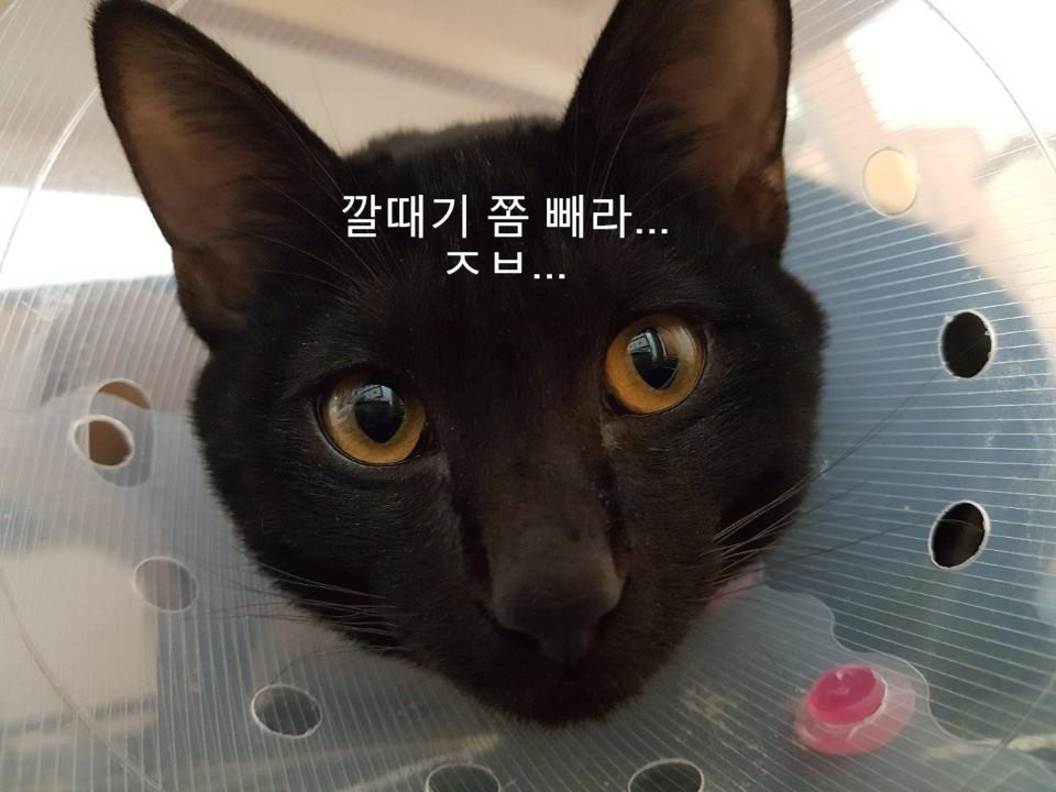  고양이 중성화 - 수술 시기, 수술 비용, 수술 전, 후 주의점, 수술을 해야하는 이유