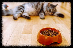 비만인 고양이가 사료를 안먹는 모습. 출처 : 픽사베이