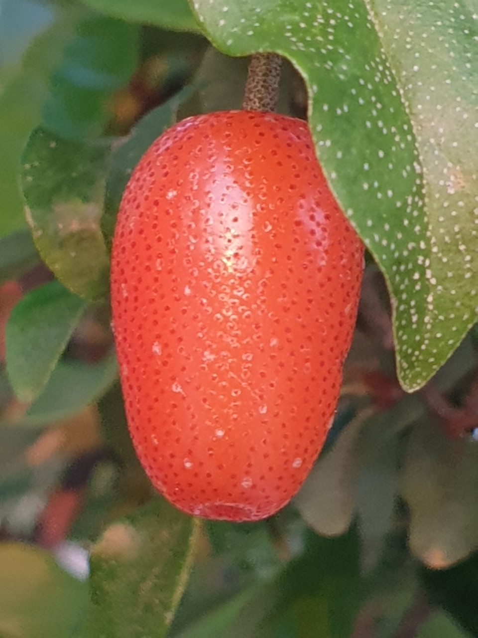 보리수나무열매
