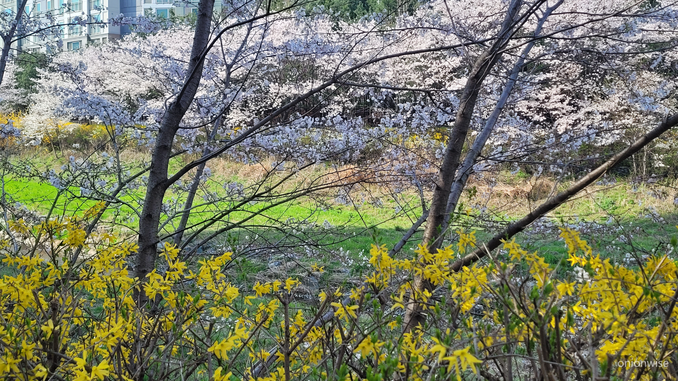 북쪽 지방 우리 동네 벚꽃 피는 모양 11