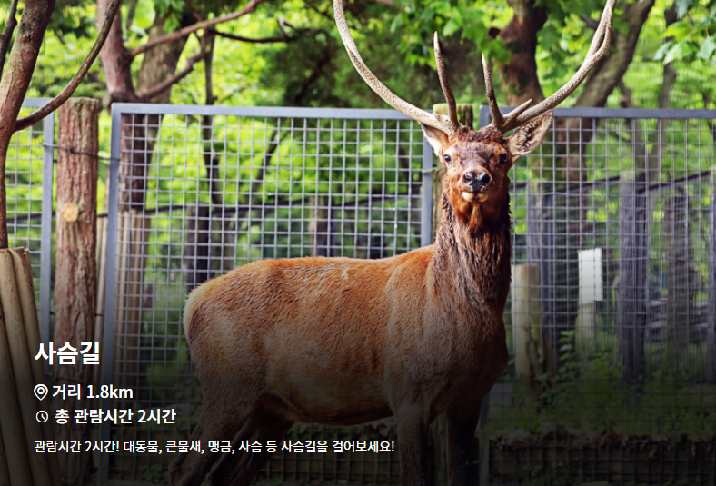 서울대공원-동물원-인기코스-사슴길