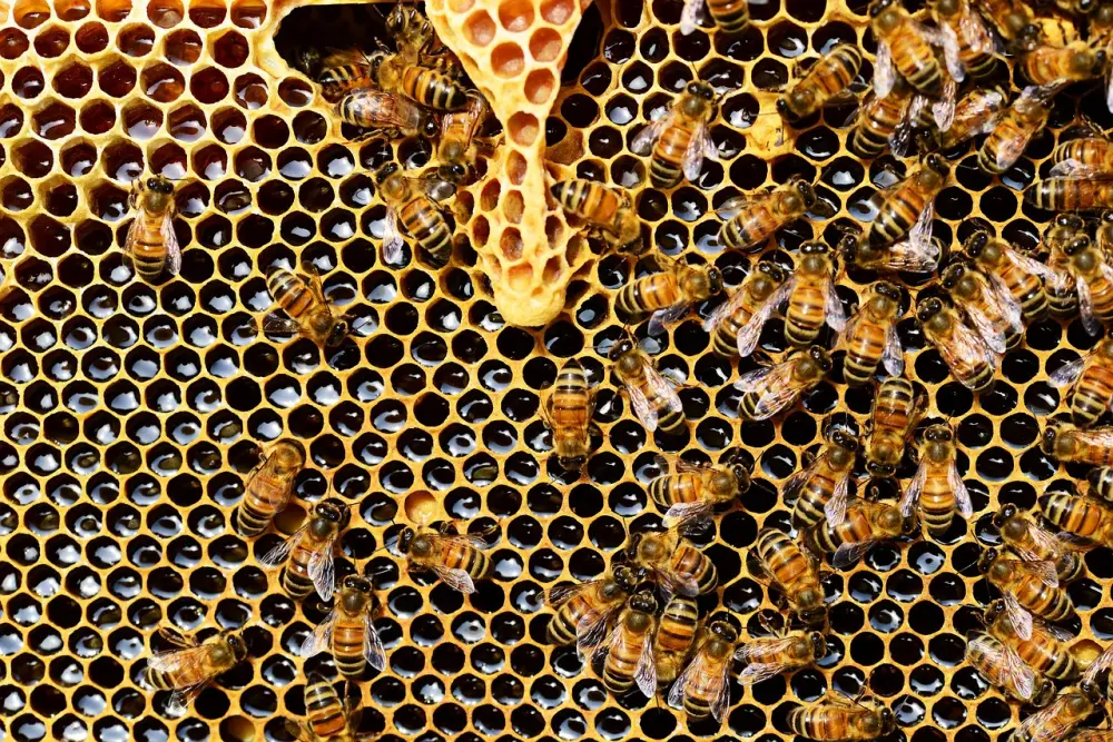 꿀이 꽉 찬 벌집에 여러 마리의 꿀벌이 앉아있는 모습