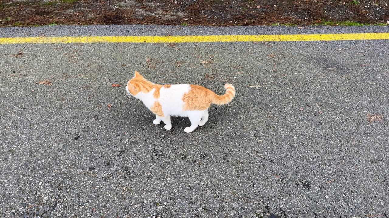 귀여운 고양이
