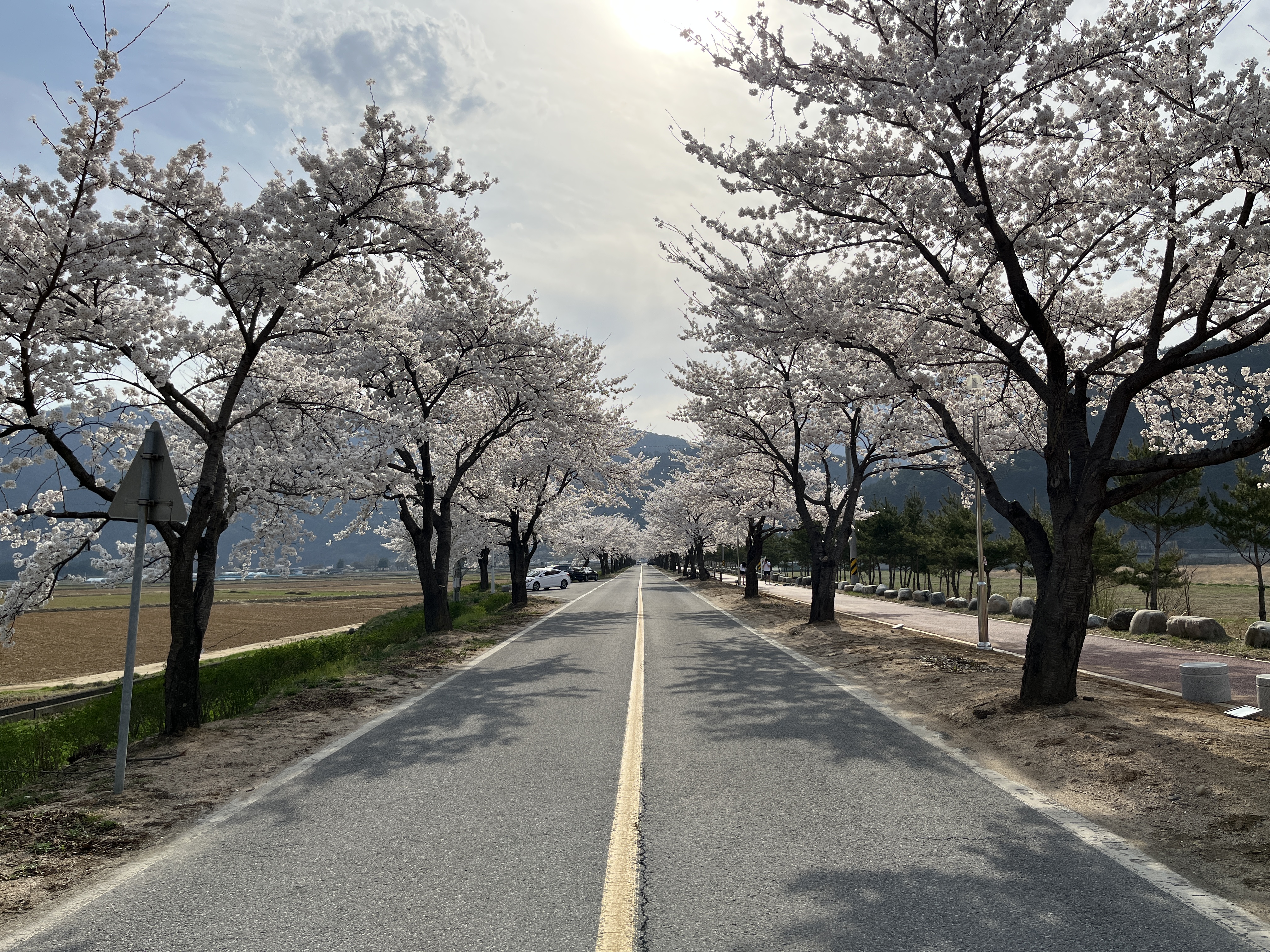  20220410 강원도 정선 벚꽃 - 나전 중학교 정문 앞