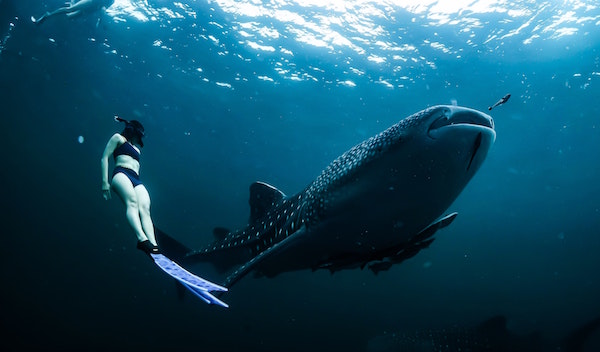 상어고래와 함께 수영하는 장면