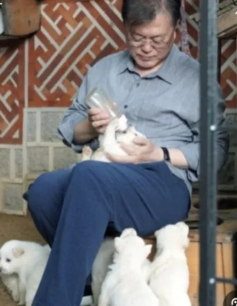 풍산개 분양 가격 수명 성격 장점 단점_16