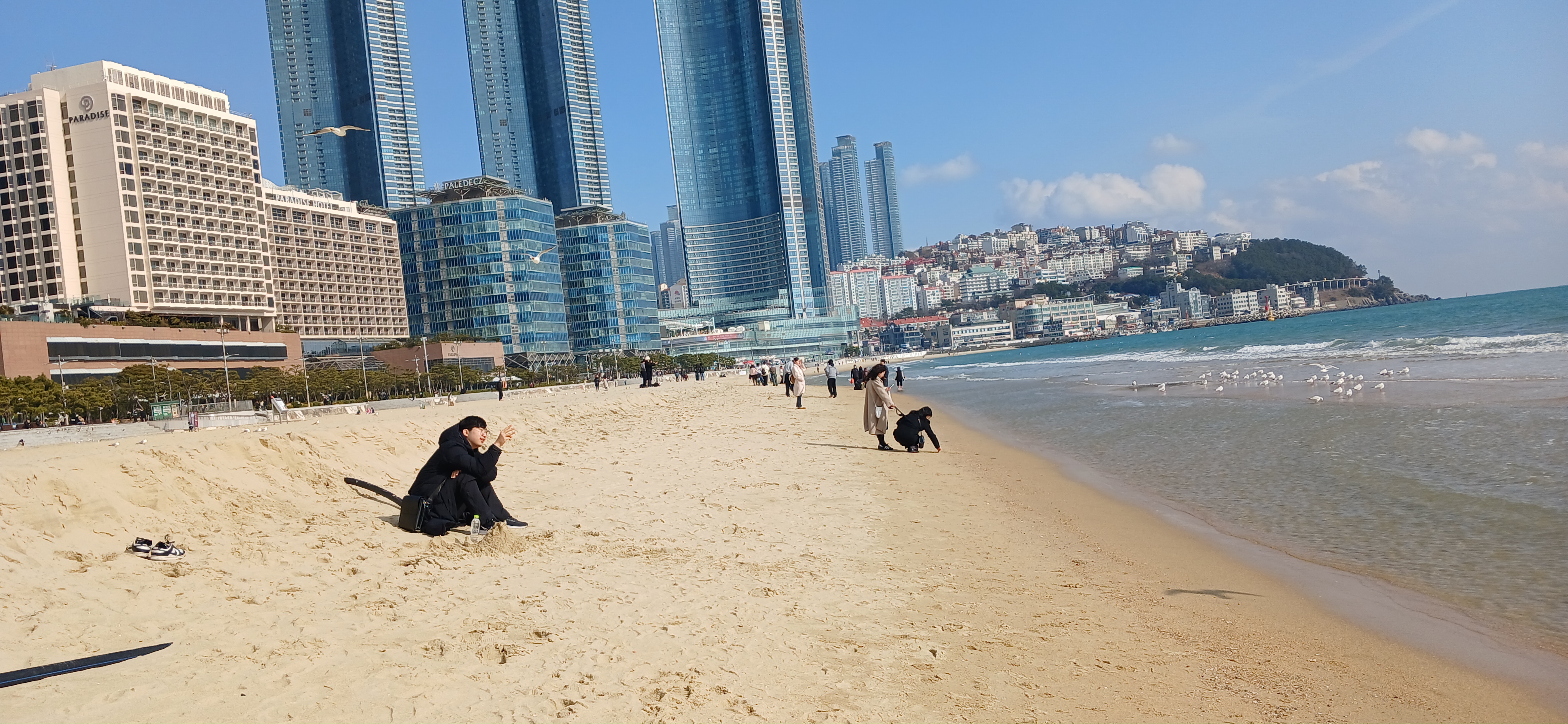 부산갈매기 사진 6