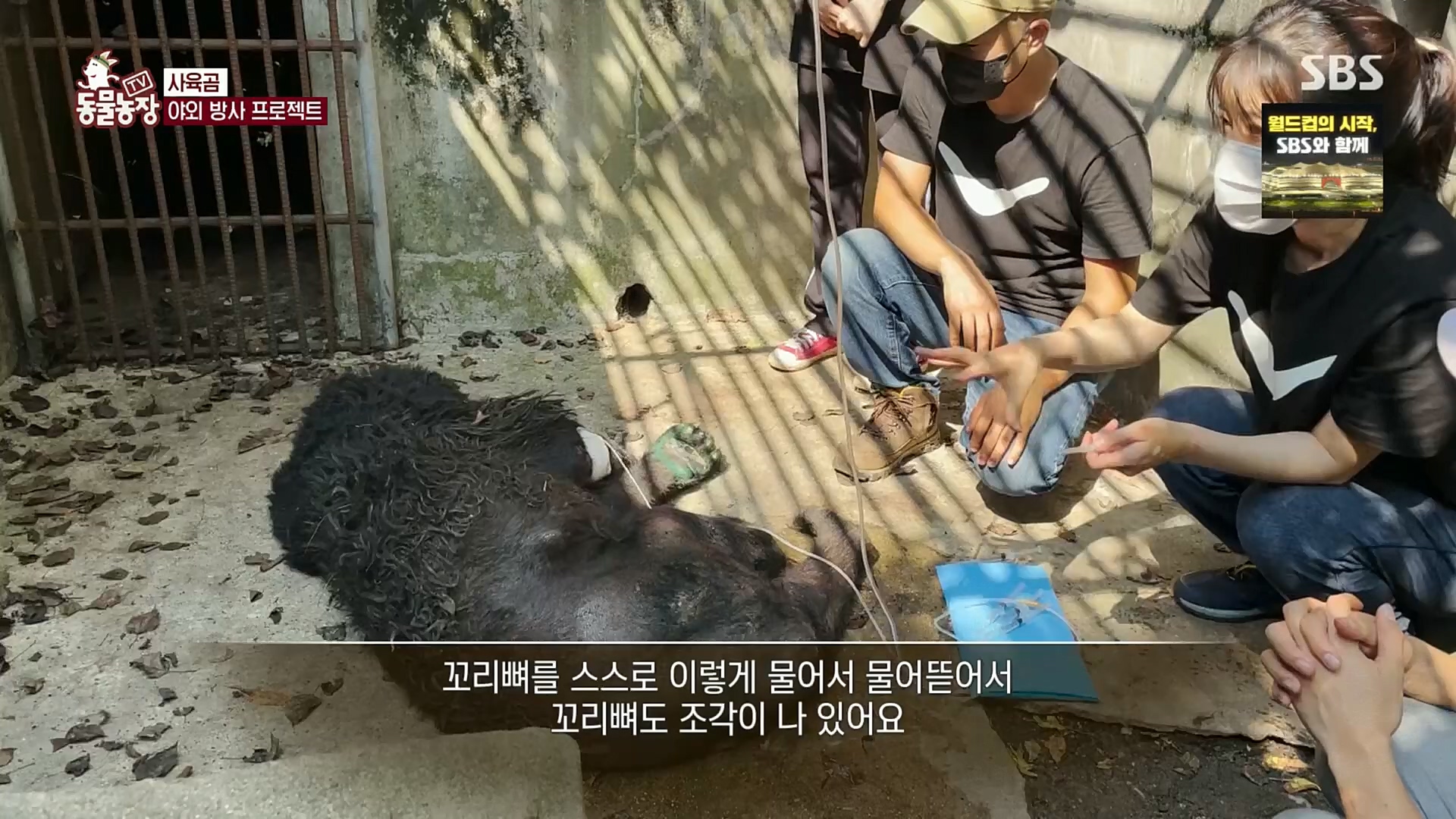 TV 동물농장.E1096.221120p.H264-F1RST.mp4_20221120_193720.929.jpg