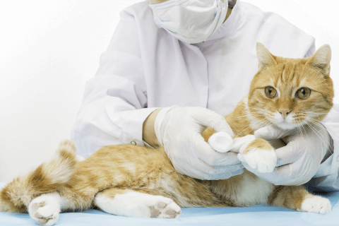 여름철 반려동물 건강관리, 건강검진 하는 고양이 사진