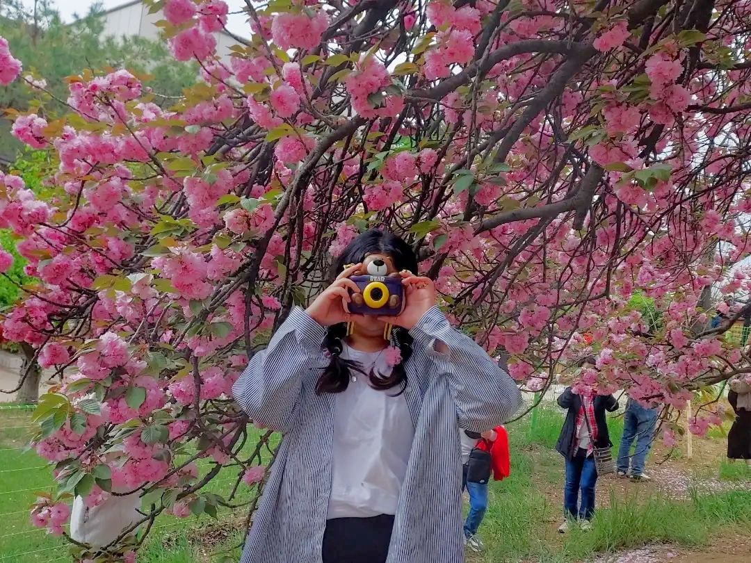  월곡역사공원, 대구 벚꽃말고 겹벚꽃 보러가자