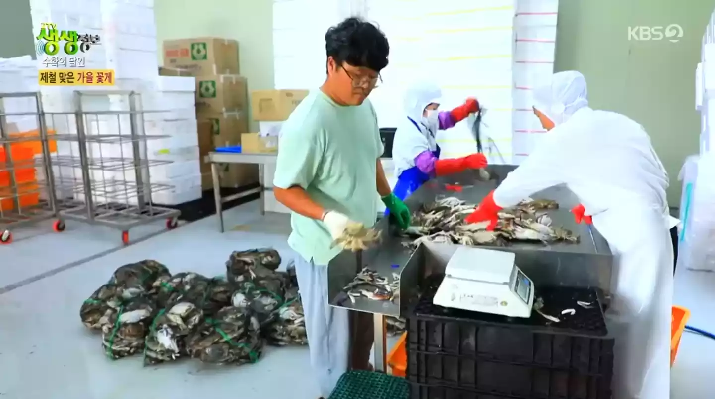 꽃게 유통 선별작업 중