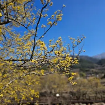 구례 산수유축제 기간 산수유마을 개화시기_11
