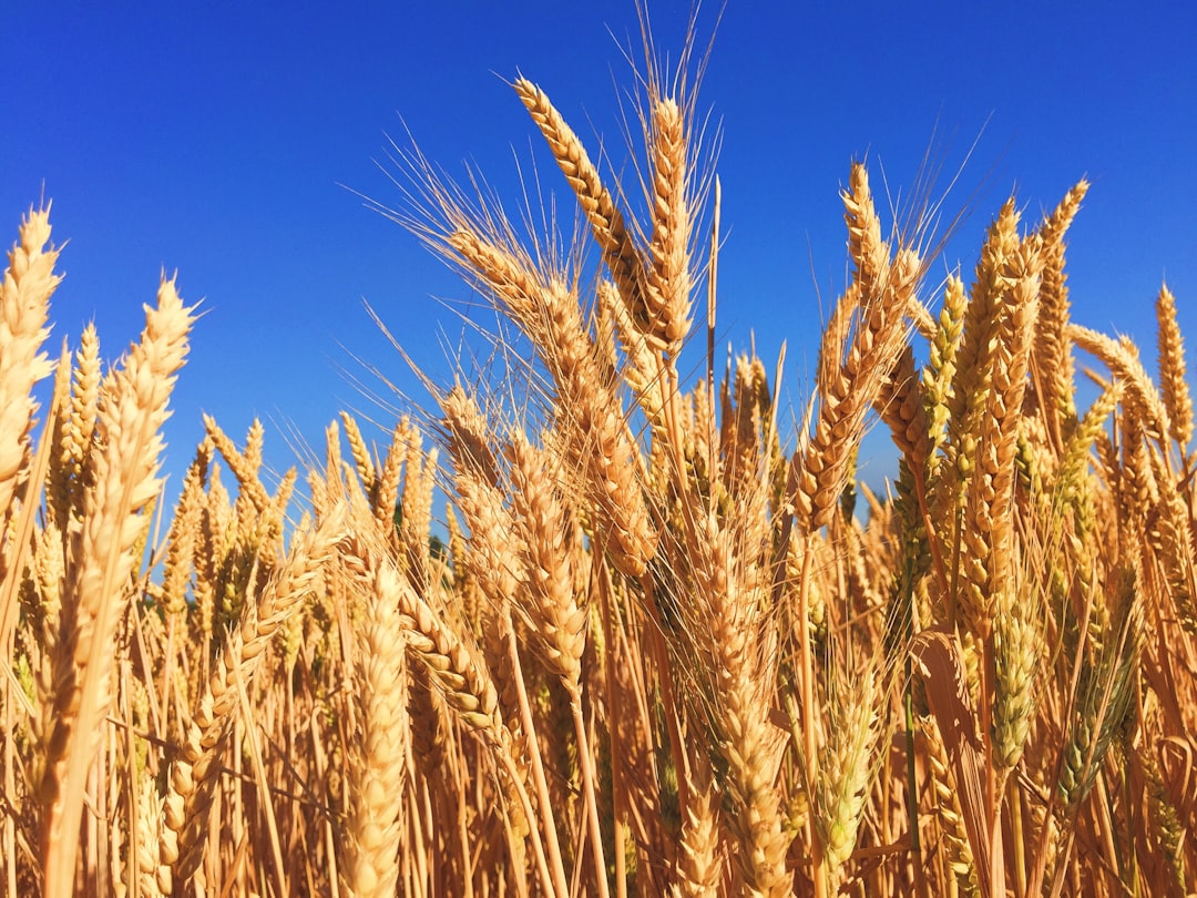 Agricultural